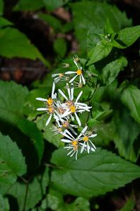 Eurybia divaricata (white heart-leaved aster, white star aster, white wood aster, wood aster)