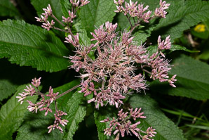 Eutrochium fistulosum (hollow Joe-Pye weed, trumpetweed, purple thoroughwort)