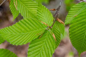 Fagus grandifolia (American beech)