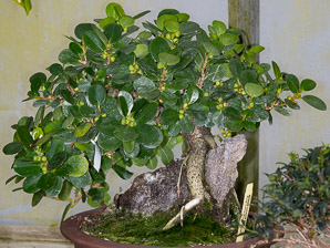 Ficus microcarpa (green island fig)