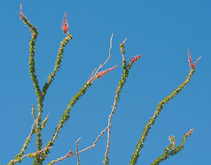 Fouquieria splendens (ocotillo, coachwhip, Jacob’s staff, vine cactus)