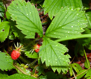 Fragaria virginiana (common strawberry, Virginia strawberry, wild strawberry, strawberry)