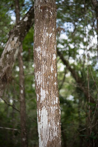 Fraxinus caroliniana (pop ash, Florida ash, swamp ash, Carolina ash, water ash)