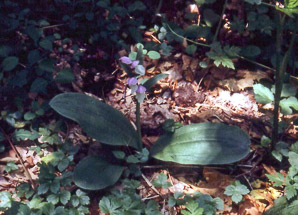 Galearis spectabilis (showy orchis)