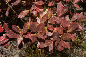 Gaylussacia baccata (black huckleberry, common huckleberry)
