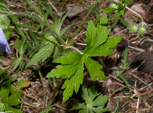Geranium carolinianum (wild geranium)