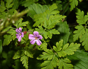 Geranium robertianum (herb Robert, robert geranium, red robin, herb-Robert)