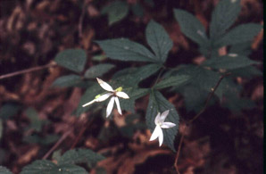 Gillenia trifoliata (Bowman’s root, mountain Indian-psychic)