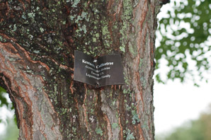 Gymnocladus dioicus (Kentucky coffeetree)