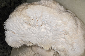 Hericium erinaceus (lion’s mane, bearded tooth mushroom, satyr’s beard, bearded hedgehog mushroom, pom pom mushroom, bearded tooth fungus)