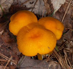 Humidicutis marginata (orange-gilled waxy cap)