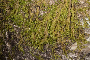 Hypnum cupressiforme (cypress-leaved plaitmoss)