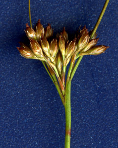 Juncus greenei (Greene’s rush)