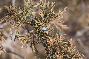 Juniperus virginiana (Eastern redcedar, red cedar, Eastern juniper, red juniper, pencil cedar, Eastern red cedar)