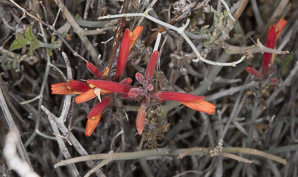 Justicia californica (chuparosa, beloperone, hummingbird bush)