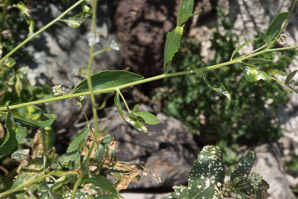 Lepidium latifolium (perennial pepperweed, tall whitetop, broadleaved pepperweed)