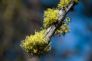 Letharia vulpina (wolf lichen)