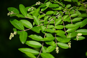 Ligustrum obtusifolium (border privet)