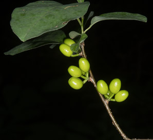 Lindera benzoin (spicebush, northern spicebush)