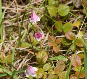 Linnaea borealis (twinflower)
