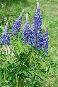 Lupinus perennis (wild lupine, Indian beet, old maid’s bonnets, blue lupine, sundial, lupine)
