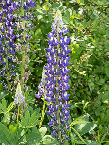Lupinus polyphyllus (blue-pod lupine, garden lupine, largeleaf lupine, large-leaved lupine, lupin, marsh lupine)