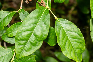 Lyonia ligustrina (maleberry, he-huckleberry)