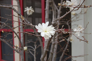 Magnolia stellata (royal star magnolia)