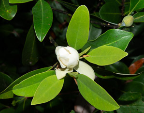 Magnolia virginiana (yellow magnolia, sweetbay, sweetbay magnolia, magnolia)