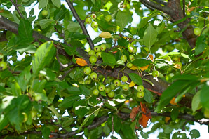 Malus cv. (yellow-fruited crabapple)