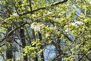 Malus sylvestris (European crab apple)