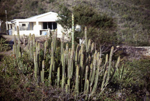 Marginatocereus marginatus (Mexican fence post cactus, organ pipe cactus, Mexican fencepost)