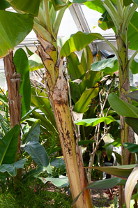 Musa sp. (banana tree, banana)