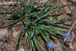 Muscari neglectum (grape hyacinth)