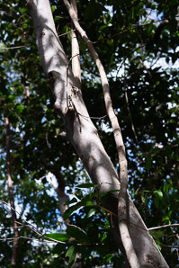 Nectandra coriacea (lancewood)