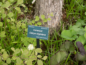Ostrya virginiana (Eastern hophornbeam, ironwood, hophornbeam, hop-hornbeam)