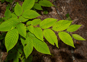 Ostrya virginiana (Eastern hophornbeam, ironwood, hophornbeam, hop-hornbeam)
