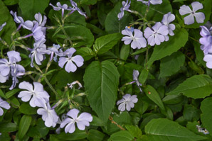 Phlox divaricata (wild blue phlox, Louisiana phlox, blue woodland phlox, sweet William, wild sweet William)
