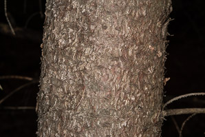 Picea abies (Norway spruce)