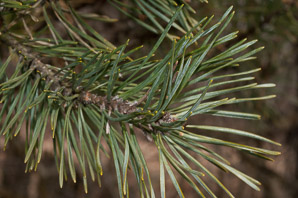 Pinus sylvestris (scots pine, scotch pine)