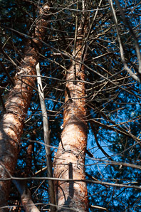 Pinus sylvestris (scots pine, scotch pine)