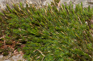 Polytrichum ohioense (oak haircap moss)
