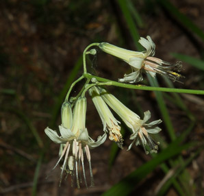 Prenanthes trifoliolata (gall of the earth, three-leaved rattlesnake-root)