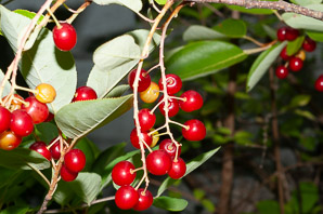 Prunus virginiana (common chokecherry, chokecherry)