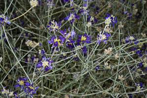Psorothamnus scoparius (broom dalea)
