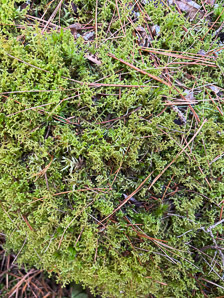 Ptilidium ciliare (ciliated fringewort, northern naugehyde liverwort)
