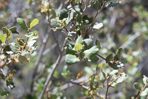 Quercus turbinella (turbinella oak)