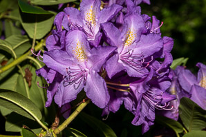 Rhododendron maximum (great rhododendron, great laurel, rosebay rhododendron, American rhododendron, big rhododendron)