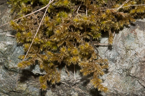 Rhytidiadelphus triquetrus (electrified cat tail moss)