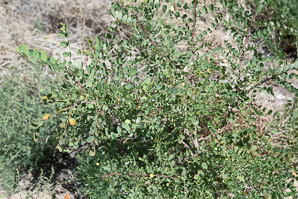 Robinia neomexicana (New Mexico locust)